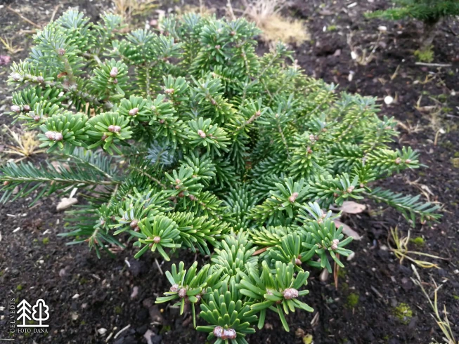 Abies koreana   'Tundra'